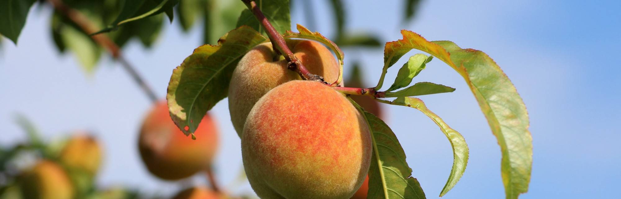 fruitiernoyaux.jpg