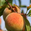 fruitiernoyaux.jpg