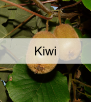 kiwi.png