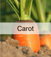carotte.png