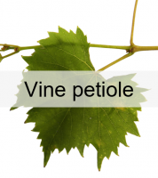 pétiole de vigne.png