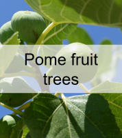 fruitiers à pépins.png