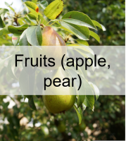 fruits.png