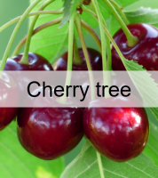 cerisier.png