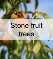 fruitiers à noyaux.png