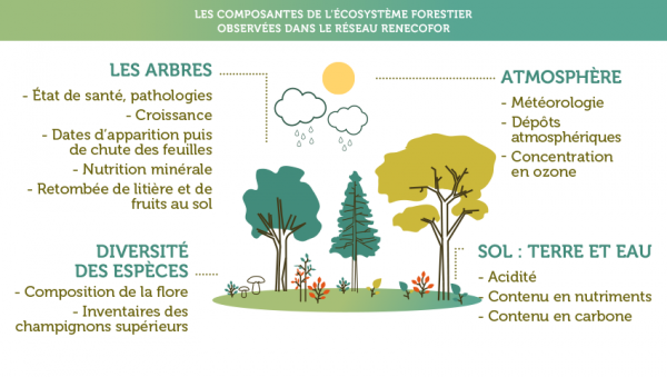 ONF_infographie_Renecofor.pdf.png